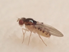 Mycodrosophila