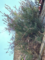 Antirrhinum tortuosum