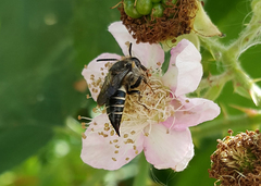 Coelioxys inermis