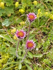 Erigeron borealis