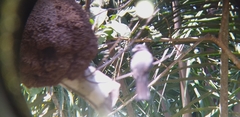 Trogon rufus