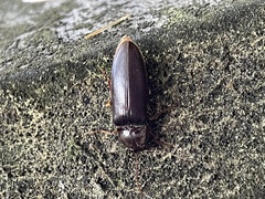 Hemicrepidius nemnonius