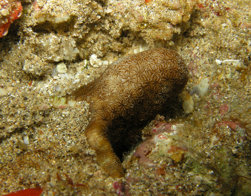 Pavona duerdeni observed 2016-04-11