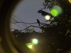 Trogon rufus
