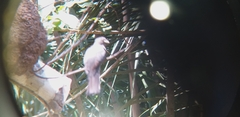 Trogon rufus