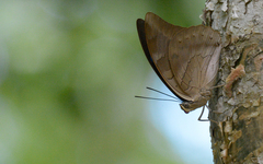 Archaeoprepona demophon centralis