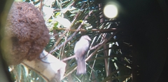 Trogon rufus
