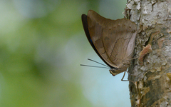 Archaeoprepona demophon centralis