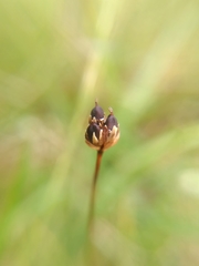 Juncus triglumis
