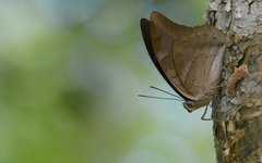 Archaeoprepona demophon centralis