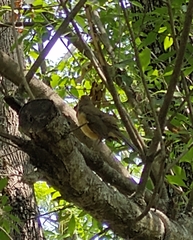 Turdus grayi