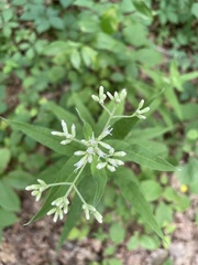 Eupatorium sessilifolium