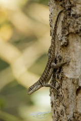 Tropidurus etheridgei