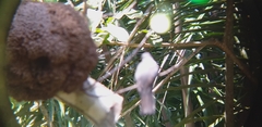 Trogon rufus
