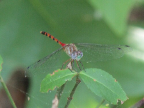 Blue-faced Meadowhawk photo 4