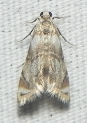 Eoparargyractis plevie