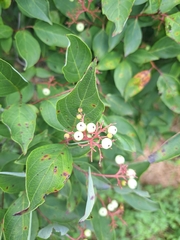 Cornus