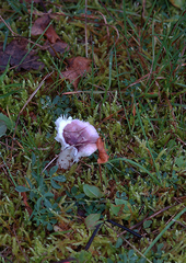 Russula caerulea
