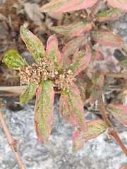 Euphorbia hirta