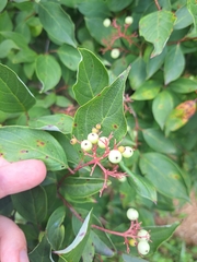 Cornus