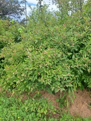 Cornus