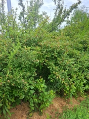 Cornus