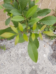 Fraxinus berlandieriana