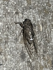 Cicada barbara