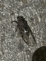 Cicada barbara