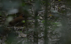 Formicarius moniliger