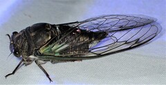 Neotibicen lyricen