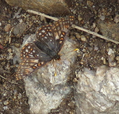 Euphydryas anicia brucei
