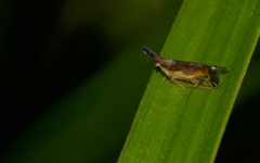 Heterotoma