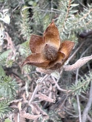 Cistus creticus eriocephalus