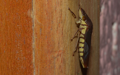 Pseudophera