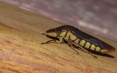 Pseudophera