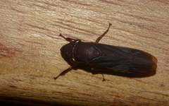 Pseudophera