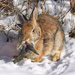 Eastern Cottontail Papillomavirus 1 - Photo (c) WD45, some rights reserved (CC BY)