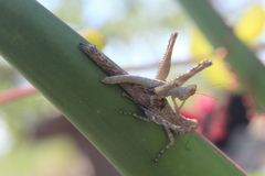 Teicophrys fusiformis