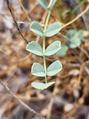 Astragalus preussii