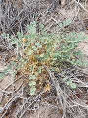 Astragalus preussii