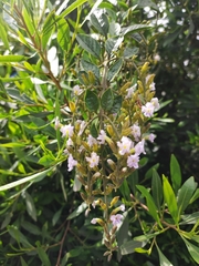 Duranta mutisii