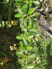 Duranta mutisii