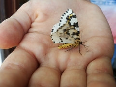 Abraxas grossulariata