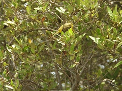 Setophaga petechia albicollis