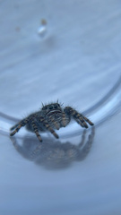 Phidippus borealis