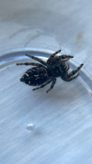 Phidippus borealis
