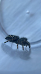 Phidippus borealis
