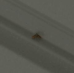 Paracymoriza cataclystalis