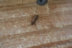 Geropa concolor